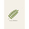 Acacia / Robinier de Lorraine - Bois imputrescible naturellement