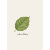 Alisier blanc de Lorraine - Bois fruitier rare pour tournage fin