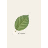 Charme de Lorraine - Bois blanc dense pour manches et pièces techniques
