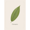 Châtaignier - Bois rustique alternative au chêne