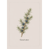 Genévrier - Bois aromatique rare pour petites pièces de tournage