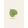 Paulownia - Bois ultra-léger pour lutherie et sports de glisse