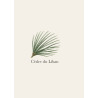 Cèdre du Liban - Bois aromatique d'exception