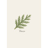 Thuya - Bois rouge aromatique durable en extérieur