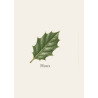 Houx - Bois blanc pur pour marqueterie et pièces d'échecs