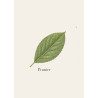 Prunier de Lorraine - Bois fruitier rouge pour coutellerie et tournage